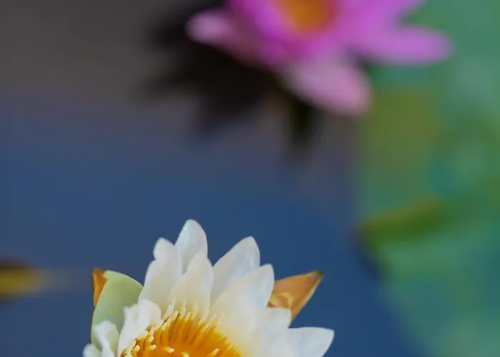 Lotus 8 4* Canggu